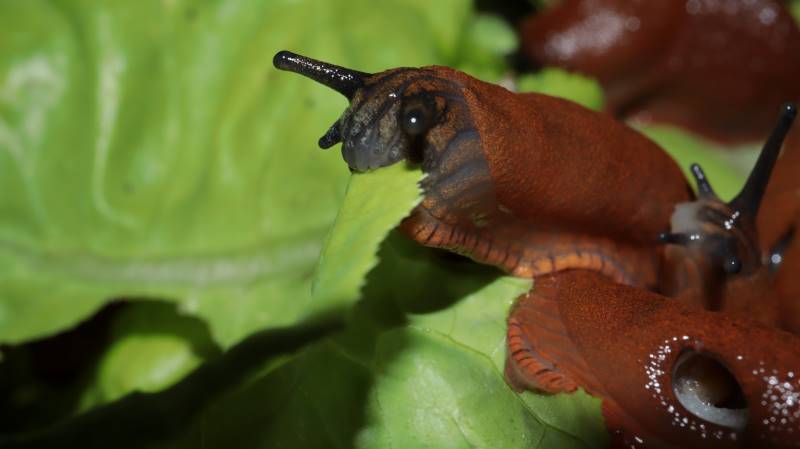 Schnecke auf Salat
