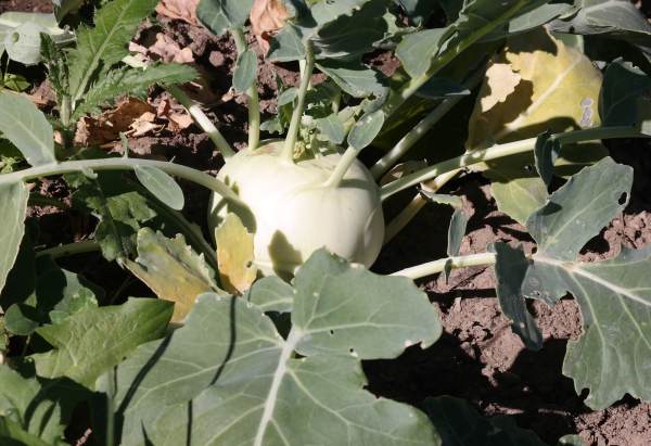 Kohlrabi