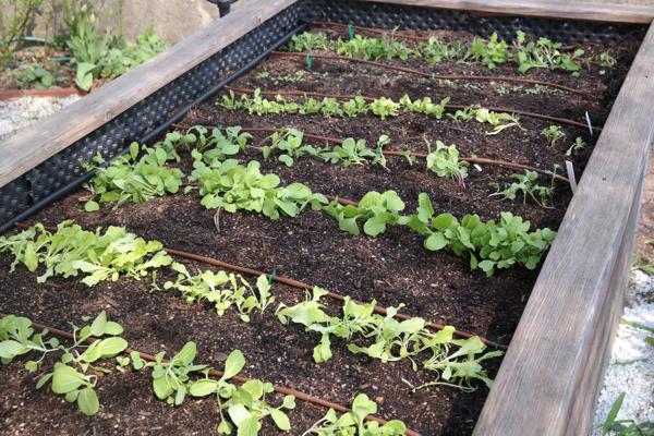 Hochbeet Bewässerung ideal