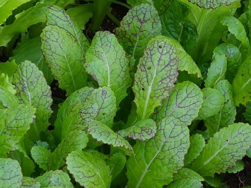 Red Giant Red Giant b