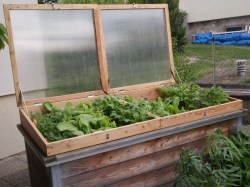 offener Frühbeetaufsatz auf Hochbeet mit Asiagemüse