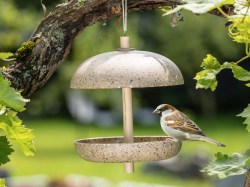 Vogel auf Vogeltränke im Garten