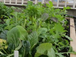 Asiagemüse im Herbst