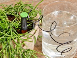 Wasserspender in Planzentopf, in Benutzung