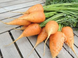 Karotte_ochsenherz_web_600