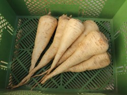 Wurzelpetersilie 'Halblange'