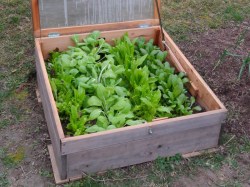 winterharte Pflücksalate und Asiagemüse-Sorten im Frühbeet