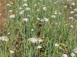 chin_schnittknoblauch_web_600