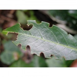 Dickmaulrüssler Schadbild