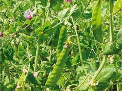 Zuckererbse 'Schweizer Riesen'