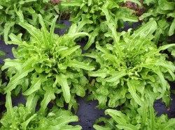 Pflücksalat 'Catalogna', ©ReinSaat