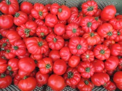 Tomate 'Marmande', ©ReinSaat