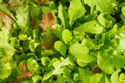 Salatmischung 'Misticanza', ©ReinSaat