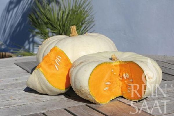 Kürbis 'Flat White Boer'; ReinSaat©