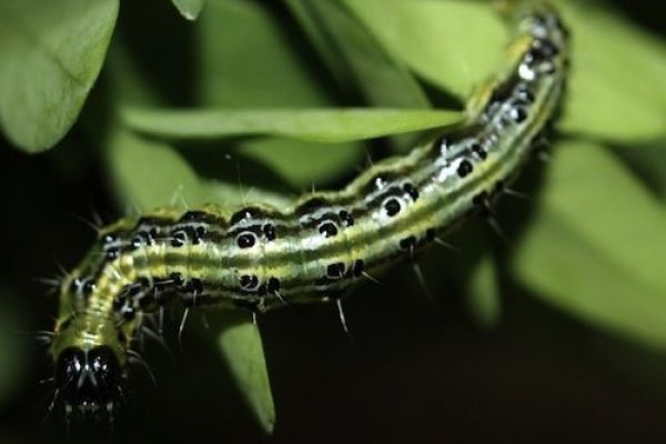 Xentari gegen Buchsbaumzünsler