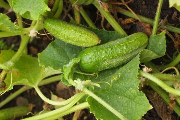 Einlegegurke 'Vorgebirgstraube, ©ReinSaat