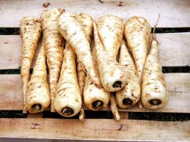 Pastinak 'Halblange Weiße', ©ReinSaat