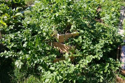 Kartoffel-Pyramide mit Boden, 120 x 120 cm, 80 cm Höhe