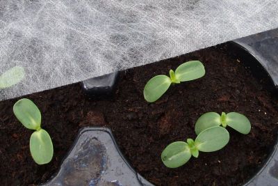 Jungpflanzen unter Vlies