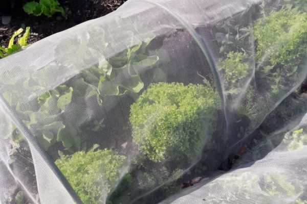 ein kleiner Tunnel mit einem Vlies schützt den Salat vor Kälte und Frost