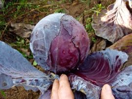 Rotkraut 'Granat', ©ReinSaat