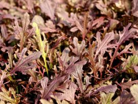 Asiagemüse 'Rouge metis'