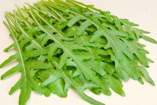 Wilde Rauke, ©ReinSaat