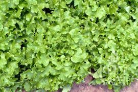 Grüner Eichblattsalat mit hellen, gekrausten Blättern