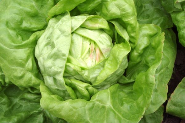 Kopfsalat 'Maikönig', ©ReinSaat