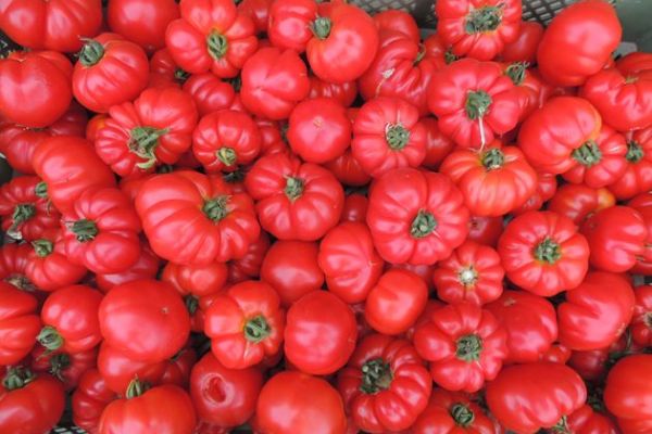 Tomate 'Marmande', ©ReinSaat