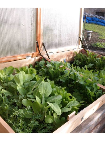 Großer Frühbeetaufsatz