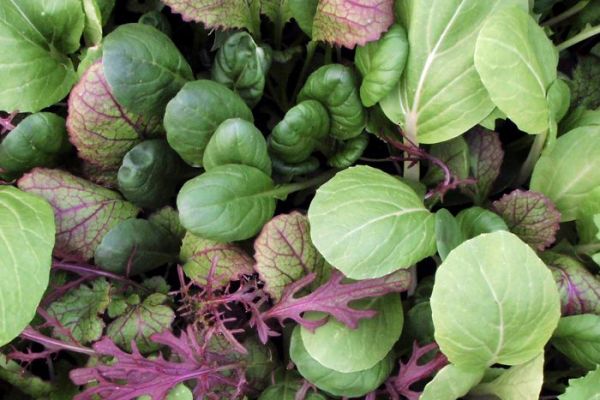 Asia-Gemüse 'Oriental Mix', ©ReinSaat