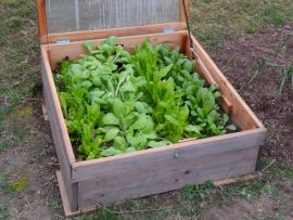 winterharte Pflücksalate und Asiagemüse-Sorten im Frühbeet