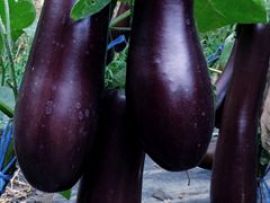 Melanzani 'Violetta Lunga 3', ©ReinSaat