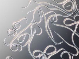 Madenstopp Nematoden gegen Wurm in der Kirsche