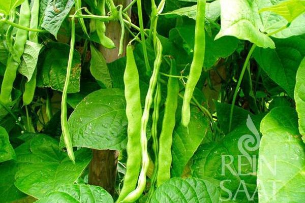 Stangenbohne 'Helda'; ReinSaat©