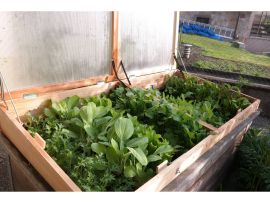 Großer Frühbeetaufsatz