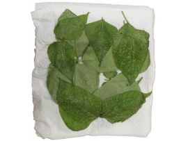 Raubmilben auf Blättern