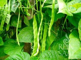Stangenbohne 'Helda'; ReinSaat©