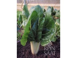 Mangold 'Jessica'; ReinSaat©