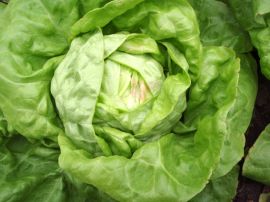 Kopfsalat 'Maikönig', ©ReinSaat