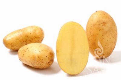 Saatkartoffeln 'Annabelle'