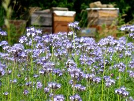Phacelia ©ReinSaat