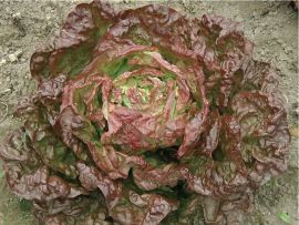 Kopfsalat 'Merveille des quatre saisons', ©ReinSaat