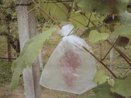 Weintraubenbeutel Bild