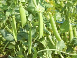 Markerbse 'Wunder von Kelvedon', ©ReinSaat