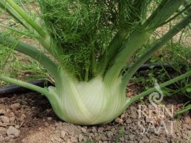 Knollenfenchel 'Perfektion'