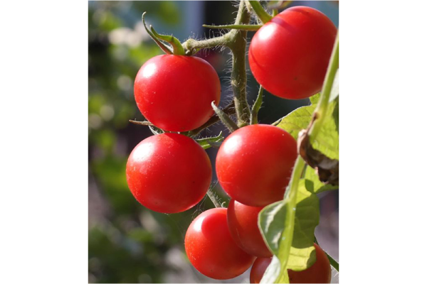 Rote Tomaten