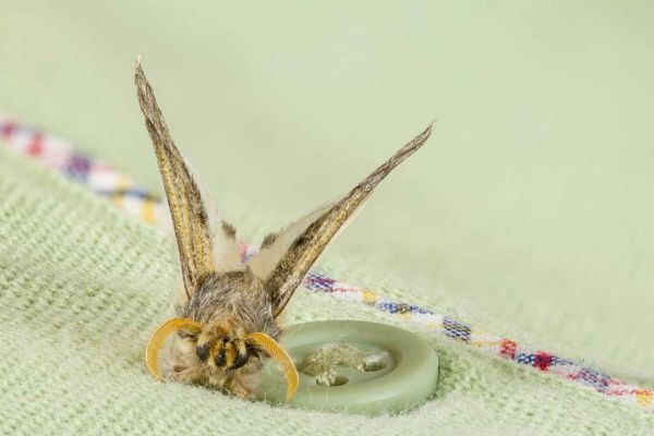 Kleidermotte auf einer Weste