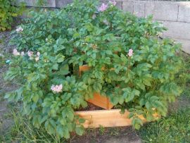 blühende Kartoffeln in Pyramide